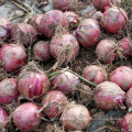 Hot sale 2019 harvest quality Chinese vegetable hybrid red onion seeds